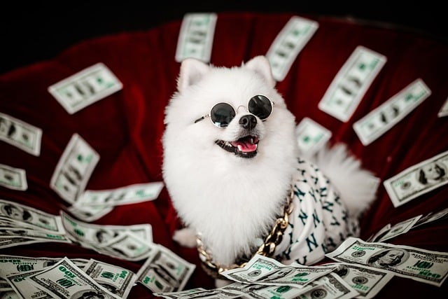 psík a peníze